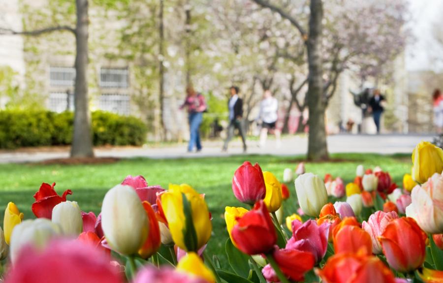 Tulips in bloom on Cornell's campus